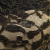 Кружевное полотно XD LACE 1-4, 80 гр/м2, шир.150см, цвет чёрный - купить в Хабаровске. Цена 245.94 руб.