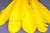Декоративный Пучок из перьев, перо 23см/желтый - купить в Хабаровске. Цена: 12.19 руб.